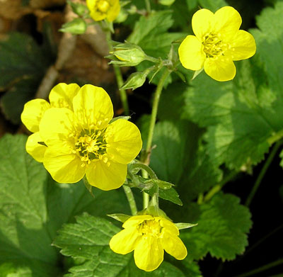 Echte Nelkenwurz, Geum urbanum